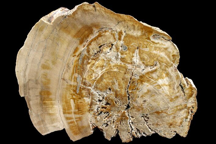 Polished Petrified Wood (Legume) Section - Texas #163674